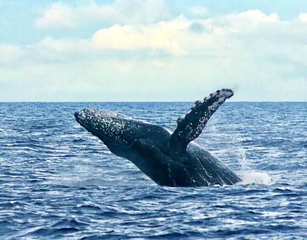 開催以来クジラ遭遇率100%！